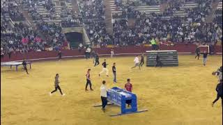 Toros corriendo y topando en Plaza de Valencia fallas tauromaquia [upl. by Roath]