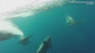 Dolphins swimming captured by underwater camera [upl. by Luapsemaj]