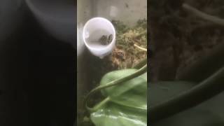 Ranitomeya ventrimaculata Thumbnail Dart Frog breeding behavior [upl. by Azirb]