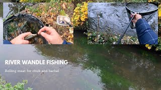 River Wandle Rolling meat for chub and barbel  Pescuit la clean si mreana cu carne din conserva [upl. by Anayra]