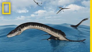 Plesiosaurs 101  National Geographic [upl. by Petey]