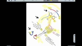 Major Visual Pathway in Higher Mammals [upl. by Down]