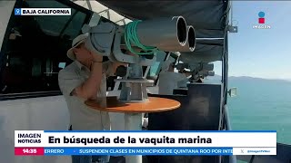 Expertos de México Estados Unidos y Canadá continúan en la búsqueda de la vaquita marina  Crystal [upl. by Georgianne]