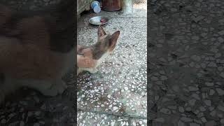 Kitten eating kitten cats yt youtubeshorts shortvideo shorts shortsfeed viralvideo shorts [upl. by Tulley]