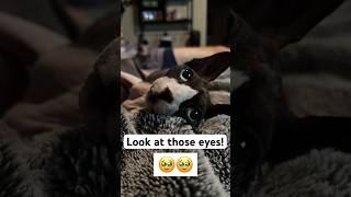 Adorable Sphynx Cat Eyes cats sphynx kitten catsoftiktok [upl. by Portugal]