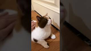 OMG So Cute Cats ♥ catvideos cat cats catlover lovecats princesscat kittens [upl. by Anneh712]