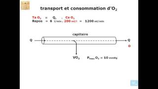 physiologie cardio vasculaire partie 2 [upl. by Tennos429]