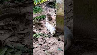 wow two cats 😻😹😱 cat fypシ゚viral meow kittens [upl. by Eneluj740]