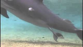 Incroyable naissance Dauphin au Dolphin Quest Hawaii [upl. by Joanna]