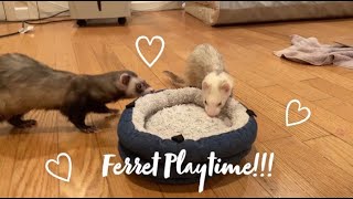 Ferrets Playing and Being Cuteeeee [upl. by Ameluz]