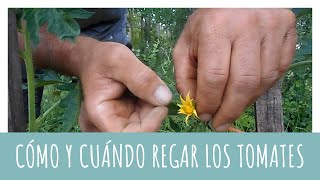 Cómo y cuándo regar los tomates  HUERTA ECOLÓGICA [upl. by Eeliak]