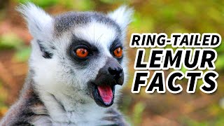 RingTailed Lemur Facts the SUN WORSHIPPER  Animal Fact Files [upl. by Nosirrah714]