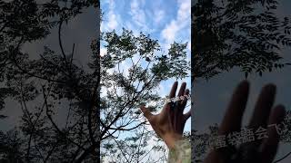 The Cutest Flight Training Ever Watch This Sugar Glider Perfect Its Glide sugerglider pets [upl. by Raynata]