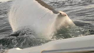 Great White Shark attacks boat in Tasmania Australia Original Footage [upl. by Boyt]