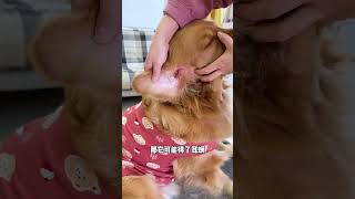 Dog ears need regular care for dogs Ear mites Ear cleaning solution Dog care Cute pets [upl. by Esiom]