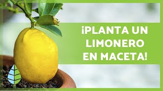 CUIDADOS de un LIMONERO en MACETA 🍋🌳 ¡Riego sustrato poda y más [upl. by Ecilegna]