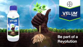 Velum Prime Revolution against Nematodes [upl. by Loren328]