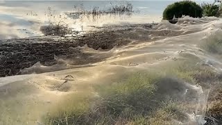 Aranha Gigante registro de uma das maiores aranhas caranguejeira da região amazonica [upl. by Heeley]