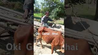 O Ki Garial Bhai [upl. by Jayme968]