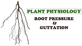 Plant PhysiologyRoot Pressure and Guttation [upl. by Reivazx]