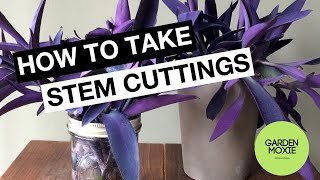 How to Take Stem Cuttings of a Purple Heart Plant [upl. by Neelik]