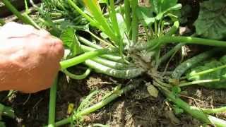 How to Treat ZucchinniSquash VineStem Borer Damage Resilient Plants  TRG 2014 [upl. by Akkinahs522]