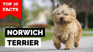 Norwich Terrier  Top 10 Facts [upl. by Ingmar]