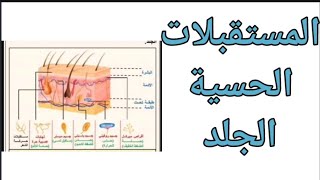 المستقبلات الحسية الجلد الرابعة متوسط [upl. by Dannie]