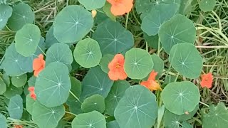 Lovely easy growing edible nasturtium [upl. by Adnorat758]