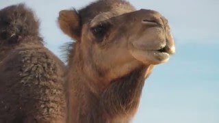 A Camel Saying quotHey I like youquot Listen to her [upl. by Enirhtac]