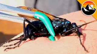 Largest Wasp in the USA Stings Me [upl. by Avrom]