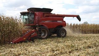 Case IH 8240 Combines Shelling Corn [upl. by Moir67]