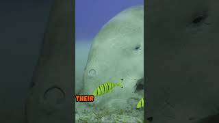 5 LesserKnown Facts About Dugongs [upl. by Sill42]