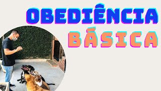 Como Adestrar Cães Treino de Obediência [upl. by Etiuqram443]