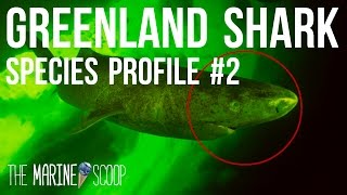 Why The Greenland Shark Often Goes Blind And Survives [upl. by Scheck]