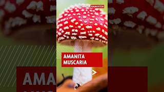 Amanita Muscaria From Folklore to Science amanita mushroom [upl. by Ylloj]