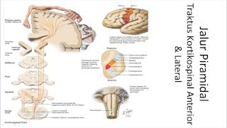 Sistem Motorik Jalur Piramidal VS [upl. by Weksler406]