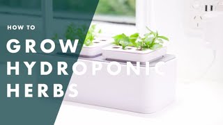 How To Grow Hydroponic Herbs  Bunnings Warehouse [upl. by Ardnama525]