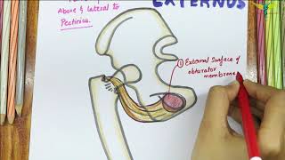 Obturator Externus  Muscle  Origin  Insertion  Nerve supply  Actions [upl. by Rupert]