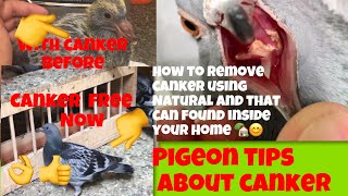 How to remove Canker Canker Treatment using natural Pigeon tips [upl. by Oirramed]