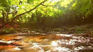 Rilassante scorrere dellacqua di un ruscello con il canto degli uccelli natura relax [upl. by Cobby]