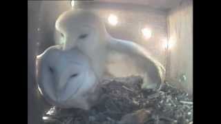 Barn Owls Mating [upl. by Divadnahtanoj]