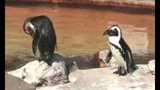 Skegness Natureland Seal Sanctuary [upl. by Nnaynaffit]