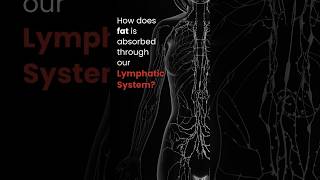 How does fat is absorbed through our Lymphatic System [upl. by Henrique]