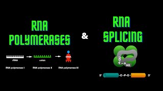 USMLE Step 1  Lesson 13  RNA polymerases and RNA splicing [upl. by Elbertine92]