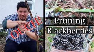 How To Prune Blackberry Bushes  A Guide To Better Yields [upl. by Faubion581]