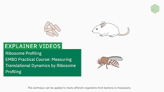 Ribosome Profiling [upl. by Leese]