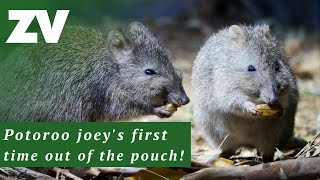 A teeny tiny Longnosed Potoroo joey has arrived [upl. by Ikkaj]