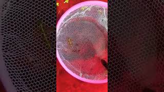 Platy afry fishvideo guppy exoticguppies viralvideo [upl. by Eselrahc698]