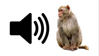 Angry Monkey  Sound Effect  ProSounds [upl. by Ledarf878]